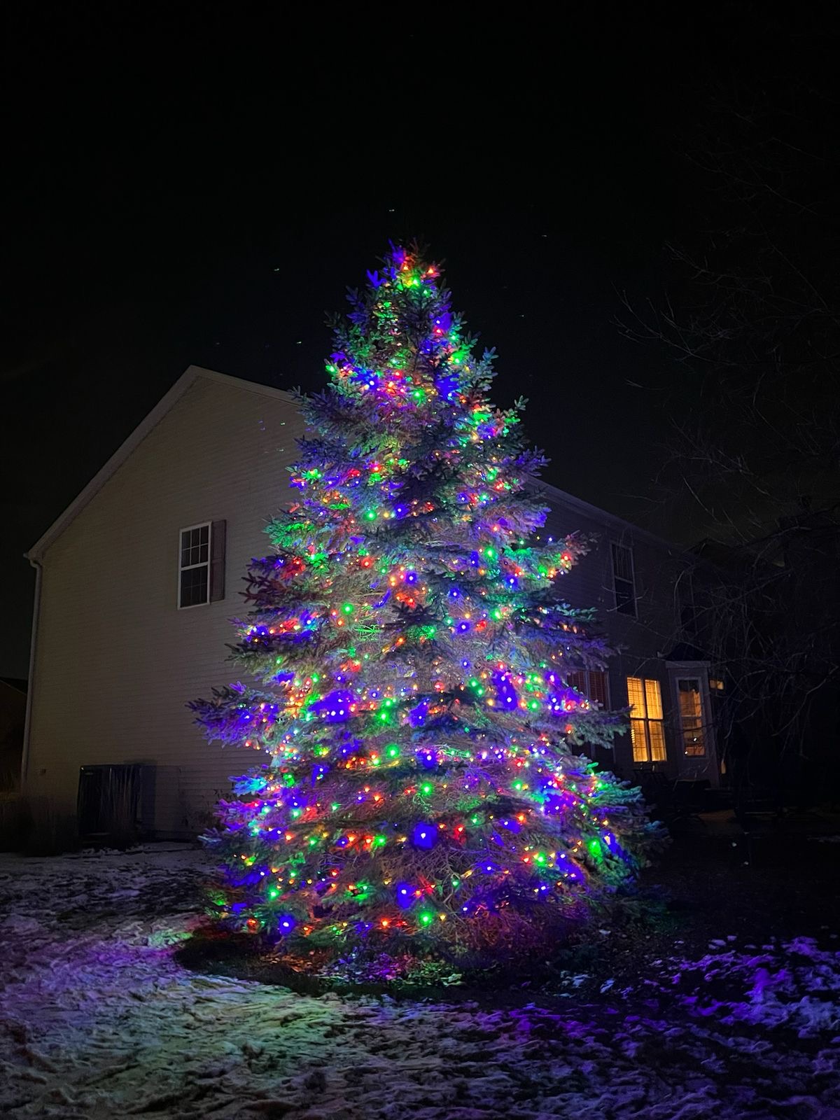 Colorful evergreen Christmas tree lighting - outdoor display Northbrook